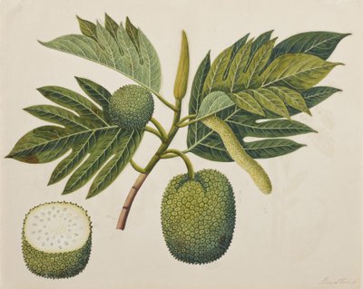 Flor de fruta-pão, folhagem e fruta, c.1820 (wc opaca sobre papel) de Indian School