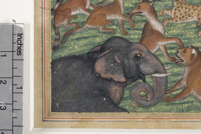 Detalhe do Chacal que se pronunciou Rei, c.1560-65 (wc opaco e ouro sobre papel) de Indian School