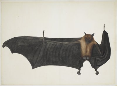 Great Indian Fruit Bat, c.1777-82 (lápis, tinta e aquarela sobre papel) de Indian School