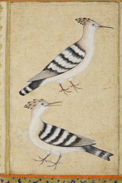 Hoopoes, c.1590 (wc opaca e ouro no papel) de Indian School