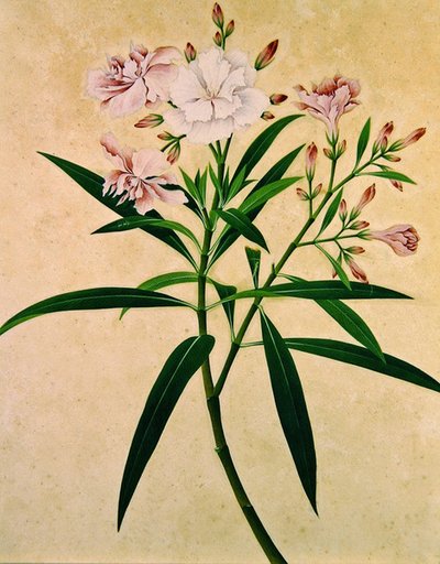 Oleandro, c.1840 (gouache) de Indian School