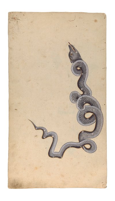 A constelação do dragão: al-Tinnin, 1740 (wc opaca, tinta e ouro no papel) de Indian School