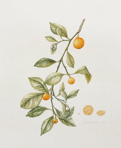 Laranja ornamental, 1995 (wc) de Iona Hordern