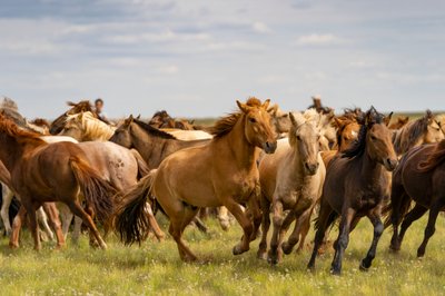 Uma manada de cavalos no deserto de Gobi do Sul, Mongólia, 2018 (foto) de Ira Block