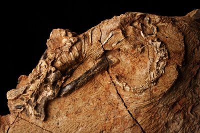 Um dinossauro desconhecido no Instituto de Paleontologia de Vertebrados e Paleoantropologia em Xiaotangshan, no norte de Pequim, China. de Ira Block