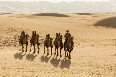 Caravana de camelos bactrianos no deserto de Gobi do Sul, Mongólia, 2013 (foto) de Ira Block
