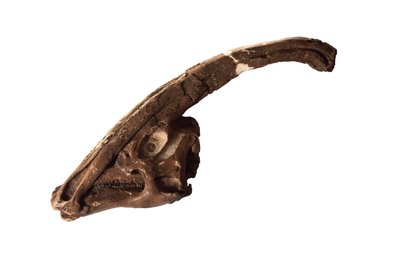 Parasaurolophus, um crânio original e crista no Royal Ontario Museum. de Ira Block