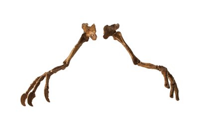 O dinossauro Deinocheirus da Mongólia, com os seus braços e garras gigantes. de Ira Block