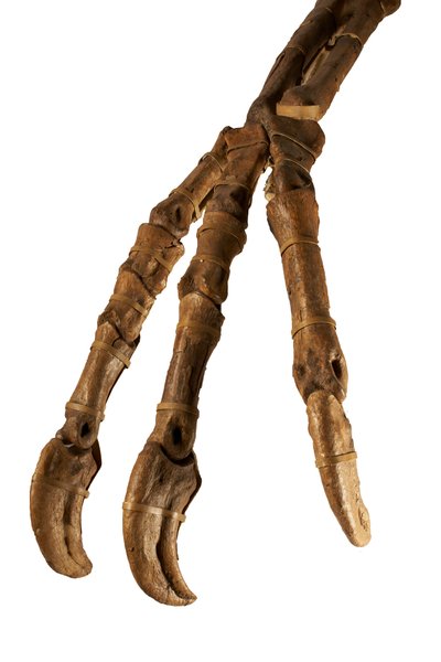 O dinossauro Deinocheirus da Mongólia, com os seus braços e garras gigantes. de Ira Block