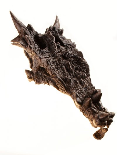 O crânio do Dracorex no Museu das Crianças em Indianápolis, Indiana. de Ira Block