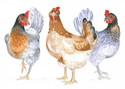 Galinhas cacarejantes de Isabelle Brent