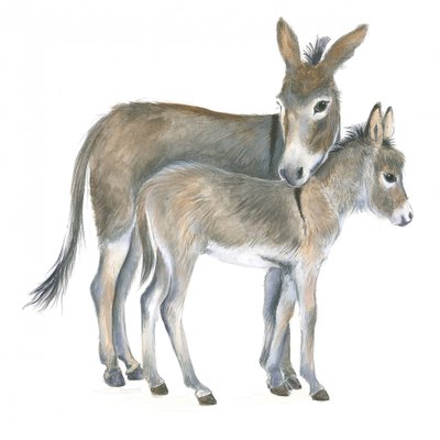 Burro e poldro de Isabelle Brent
