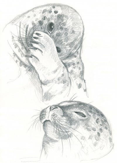 Desenho de focas-cinzentas de Isabelle Brent