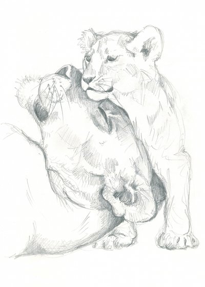 Estudo de desenho de uma leoa e cria de Isabelle Brent