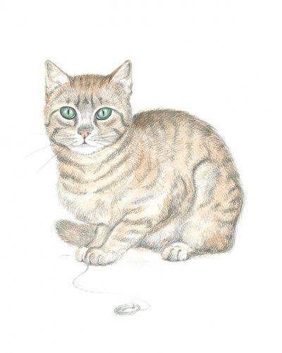 Gato malhado e botão de Isabelle Brent