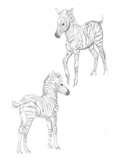 Crías de zebra de Isabelle Brent
