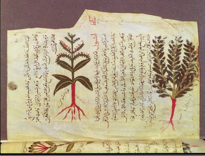 Arabe 4947 fol.84, Plantas de um tratado de Dioscoride, século XIII de Islamic School