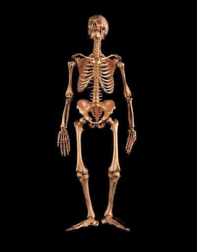 Esqueleto humano em miniatura de Israel Rouchomovsky