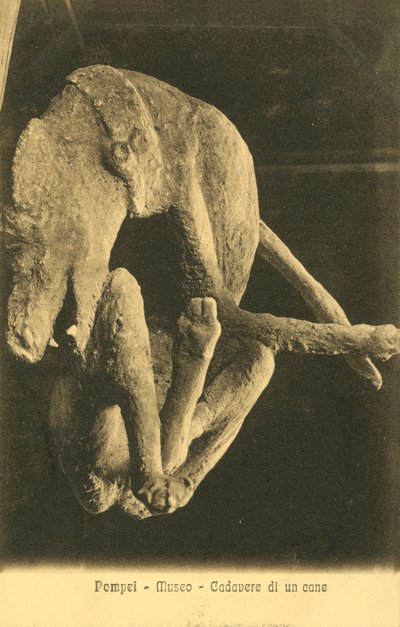 Pompéia, museu, cadáver de um cão de Italian Photographer