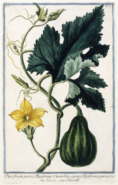 Uma abóbora, 1772-1784 de Italian School