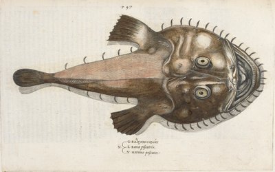 Um peixe sapo, ilustração de 