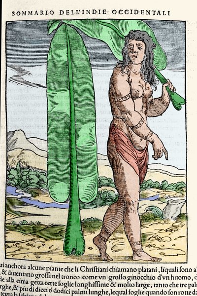 Um nativo da Índia Ocidental ao pé de uma folha de tabaco. Gravura do livro "Navigationi and Viaggi" vol. III de Giovanni Battista Ramusio (1485-1557), Veneza 1565. de Italian School