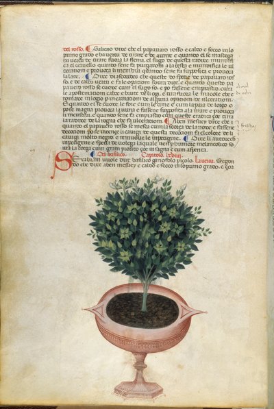 Uma planta de manjericão num vaso, ilustração de 