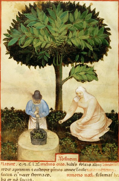 Absinto, de um manuscrito sobre "As propriedades de vários produtos" de Abul Qasim Kalaf ibn al-Abbas al Zahrawi (Abulcasis) (936-1013) (vellum) de Italian School