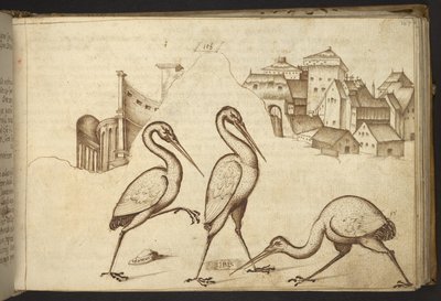 Acrescentar. 82955, f.107 Ibises (