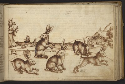 Acrescentar. 82955, f.165 Coelhos (