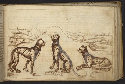 Acrescentar. 82955, f.170 Panther ("lupus canarius"), de Historia Animalium de Italian School