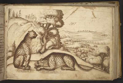 Adicionar. 82955, f.176 Leopardos (