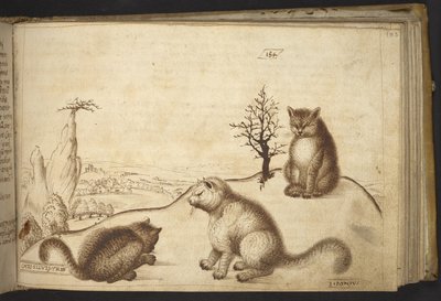 Acrescentar. 82955, f.183 Gatos selvagens ("cato silvestre"), de Historia Animalium, (que consiste em 245 desenhos de canetas e teias de tinta de diferentes espécies de animais e criaturas míticas, cada um acompanhado de uma descrição) 1595 de Italian School