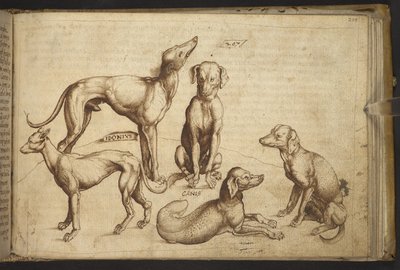Adicionar. 82955, f.206 Cães de diferentes raças (