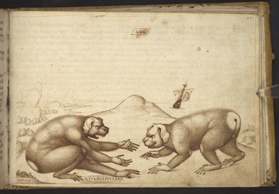 Acrescentar. 82955, f.244 Cão-cachorro lutando ("Cinocephalus"), de Historia Animalium de Italian School