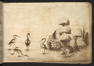 Acrescentar. 82955, f.26 Wading birds (