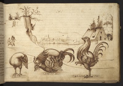 Acrescentar. 82955, f.37 Galinhas (
