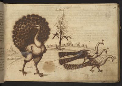 Adicionar. 82955, f.53 Pavões (