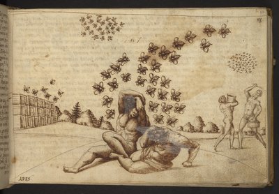 Acrescentar. 82955, f.60 Abelhas ("macacos"), de Historia Animalium, (composto por 245 desenhos a caneta e a tinta de diferentes espécies de animais e criaturas míticas, cada um acompanhado de uma descrição) 1595 de Italian School