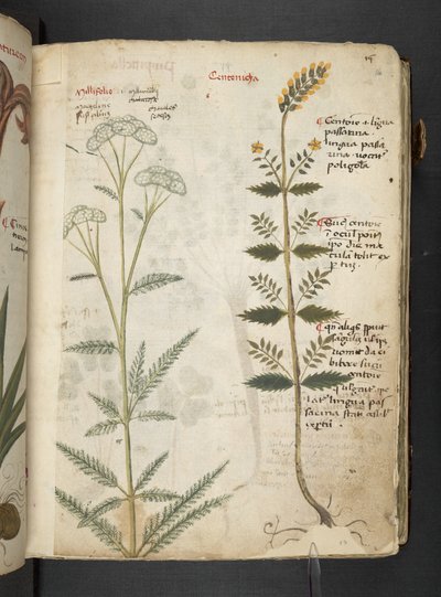 Adicione MS 41623 