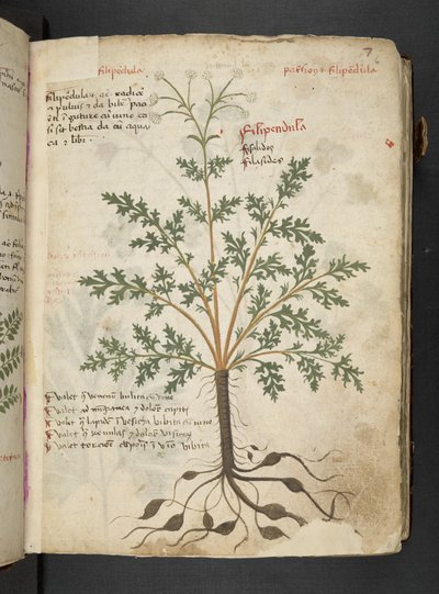 Adicione MS 41623 