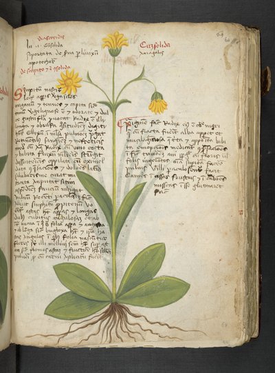 Adicione MS 41623 