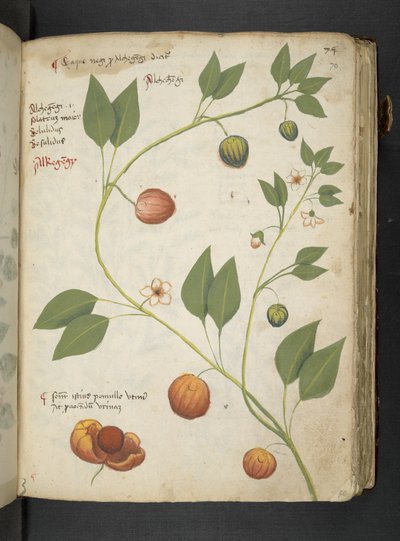 Adicionar MS 41623 