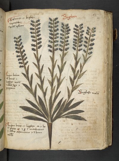 Adicione MS 41623 