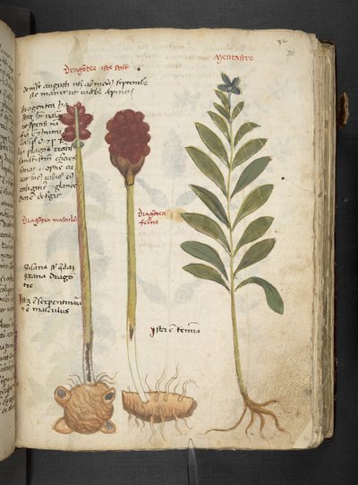 Adicione MS 41623 