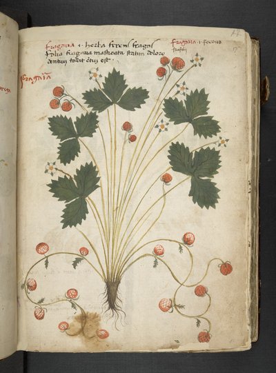Adicione MS 41623 