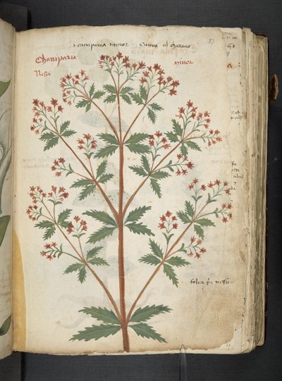 Adicione MS 41623 