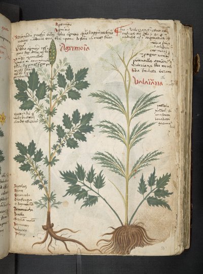 Adicione MS 41623 