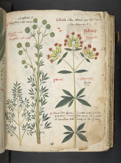 Adicione MS 41623 