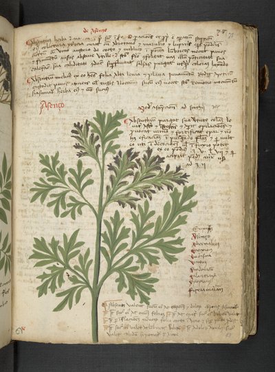 Adicione MS 41623 
